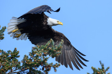 A Bald Eagle in Flight in Washington State USA