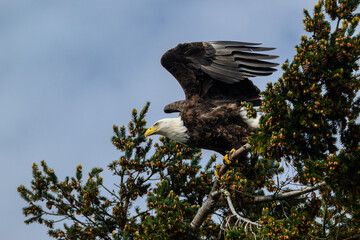 A Bald Eagle in Flight in Washington State USA