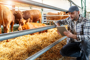 Farm worker is analysing data regarding the condition of animals on a livestock farm using digital tablet.