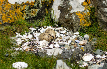 Abandoned oyster. catcher nest with two eggs