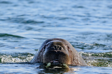 A Walrus in Svalbard Above the Arctic Circle