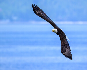 A Bald Eagle in Flight in Washington State USA