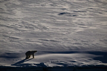 Polar Bear in Svalbard Above the Arctic Circle