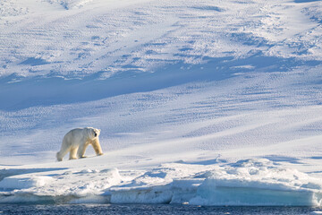 Polar Bear in Svalbard Above the Arctic Circle