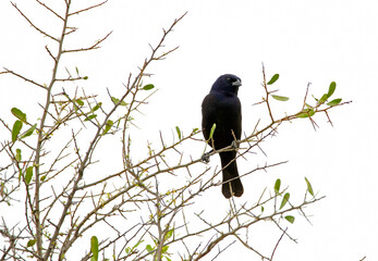Black thrush perching on dry branches of a tree on a cloudy day.