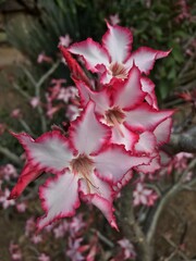 Three impala lilies also know as Adenium multiflorum centered in the frame, with the bottom one more prominent in the foreground.