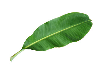 Obraz premium tropical banana leaf isolated on white background