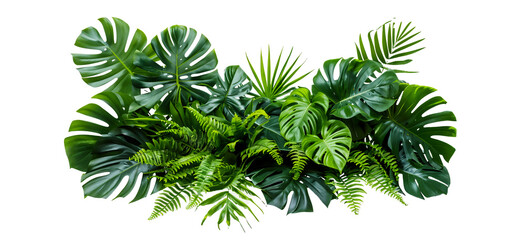 A bush of tropical leaves such as monstera, palm and fern plants in a nature foliage floral arrangement isolated on a white background with a clipping path, 8k