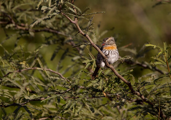 Small multicolored bird perched on the branches of a tree