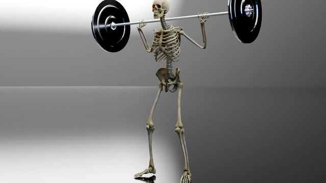Barbell parallel Squat Exercise. Bodybuilding gym exercising, High Bar Olympic Squat, male workout, skeletal system, Skeleton, loop animation, Anatomical 3d render
