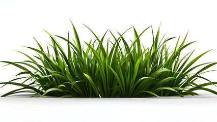 grass, nature, plant, garden, leaf, spring, summer, background, green, natural, white, forest, design, flower, flora, isolated, season, tree, fresh, outdoor, illustration, branch, texture, growth, mea