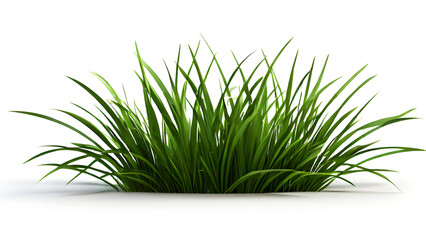 grass, nature, plant, garden, leaf, spring, summer, background, green, natural, white, forest, design, flower, flora, isolated, season, tree, fresh, outdoor, illustration, branch, texture, growth, mea