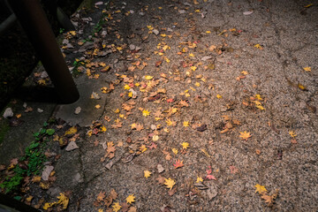 紅葉の落ち葉