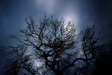 Silhouette of the branches of a tree on a cloudy day