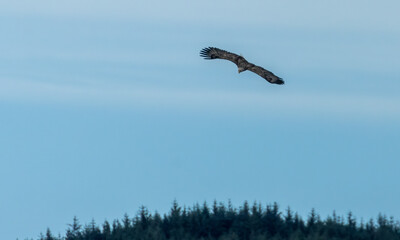 White tailed sea eagle in flight over the hills and water