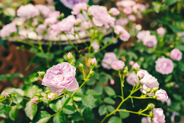 庭園に咲く美しい薔薇