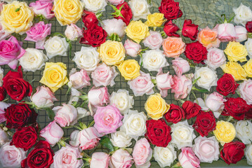 水に浮かぶバラ