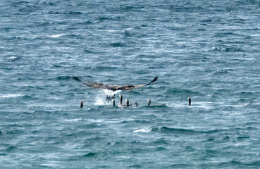 White tailed sea eagles on the hunt for prey over a group of greylag geese swimming on the loch on the Isle of Mull
