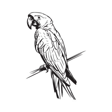 recommend clip art: Parrot on a branch image Vector. Parrot on a white background