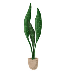 plant in a pot