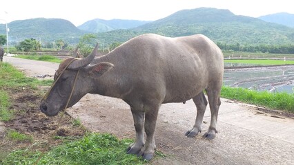 carabao in the field