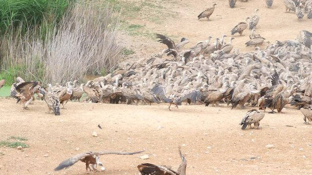 A group of birds are gathered around a body of water, with some of them flying in the air