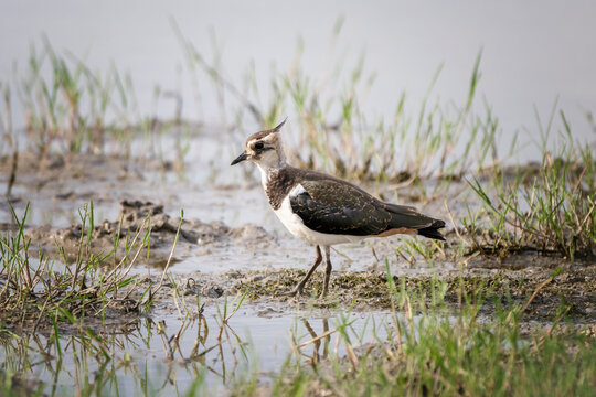 Northern lapwing (Vanellus vanellus) or peewit or pewit or tuit or tewit or green plover or pyewipe or just lapwing at Isonzo river mouth, Isola della Cona, Friuli Venezia Giulia, Italy.