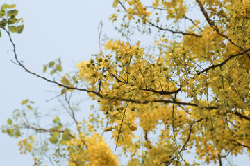 Small Yellow Flower or Cassia fistula flower