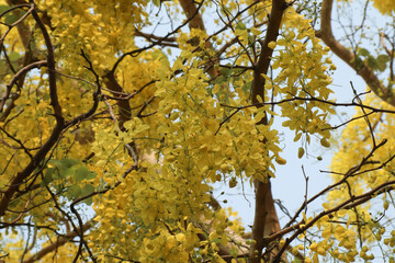Obraz premium Small Yellow Flower or Cassia fistula flower