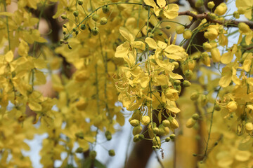 Small Yellow Flower or Cassia fistula flower