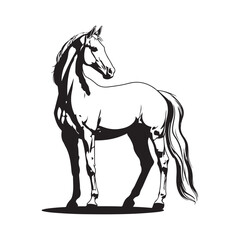 White Horse Standing Images  vector. Horse isolated on white background
