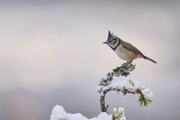Crested Tit (Lophophanes cristatus) perched on a snow covered branch in the highlands of Scotland