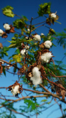cotton balls on the tree