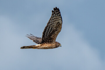 Northern Harrier Flying against the blue clear shy