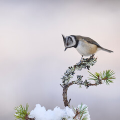 Crested Tit (Lophophanes cristatus) perched on a snow covered branch in the highlands of Scotland