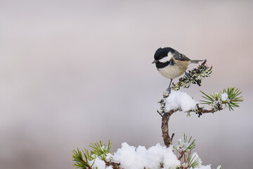Coal Tit (Periparus ater) perched on a snow covered branch in the highlands of Scotland