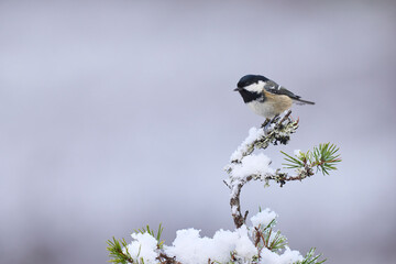 Coal Tit (Periparus ater) perched on a snow covered branch in the highlands of Scotland
