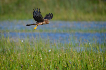 Northern Harrier