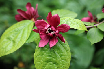 Closeup of a Carolina Allspice bloom, North Yorkshire England
