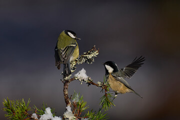 Great Tit (Parus major)  and Coal Tit (Periparus ater) share a branch in the highlands of Scotland