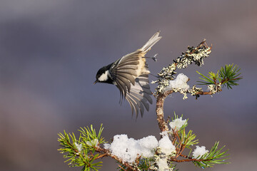 Coal Tit (Periparus ater) taking off from a snow covered branch in the highlands of Scotland