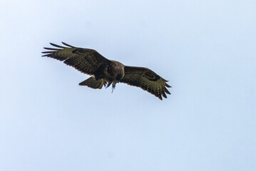 Buzzard in flight with its prey, a small shrew