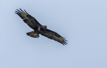 Obraz premium Buzzard in flight with its prey, a small shrew