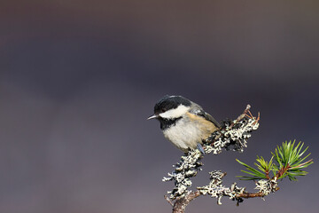 Naklejka premium Coal Tit (Periparus ater) perched on a branch in the highlands of Scotland
