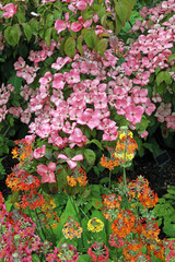 Pink Kousa Dogwood with Japanese primrose blooms, North Yorkshire England
