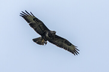 Buzzard in flight with its prey, a small shrew