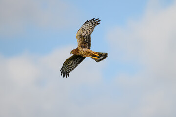 Northern Harrier hovering