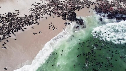 Seals in Namibia. The Cape fur seal colony at Cape Cross, Skeleton coast in Namibia, Africa. Drone footage 4K Dlog to Rec.709