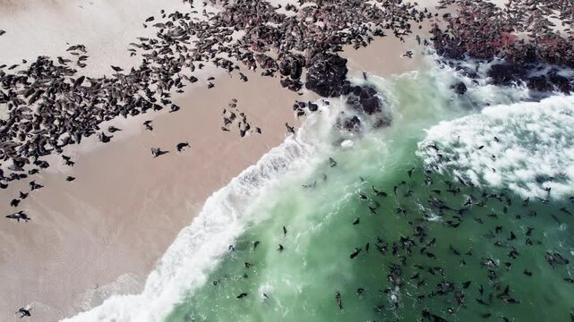 Seals in Namibia. The Cape fur seal colony at Cape Cross, Skeleton coast in Namibia, Africa. Drone footage 4K Dlog to Rec.709
