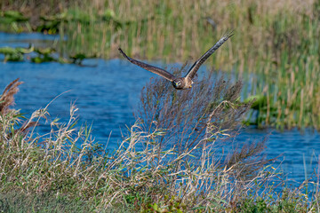 Northern Harrier flying over the marsh